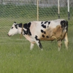 Ogrodzenia dla bydła - krowy, cielaki i trzody chlewnej na wolnym wybiegu