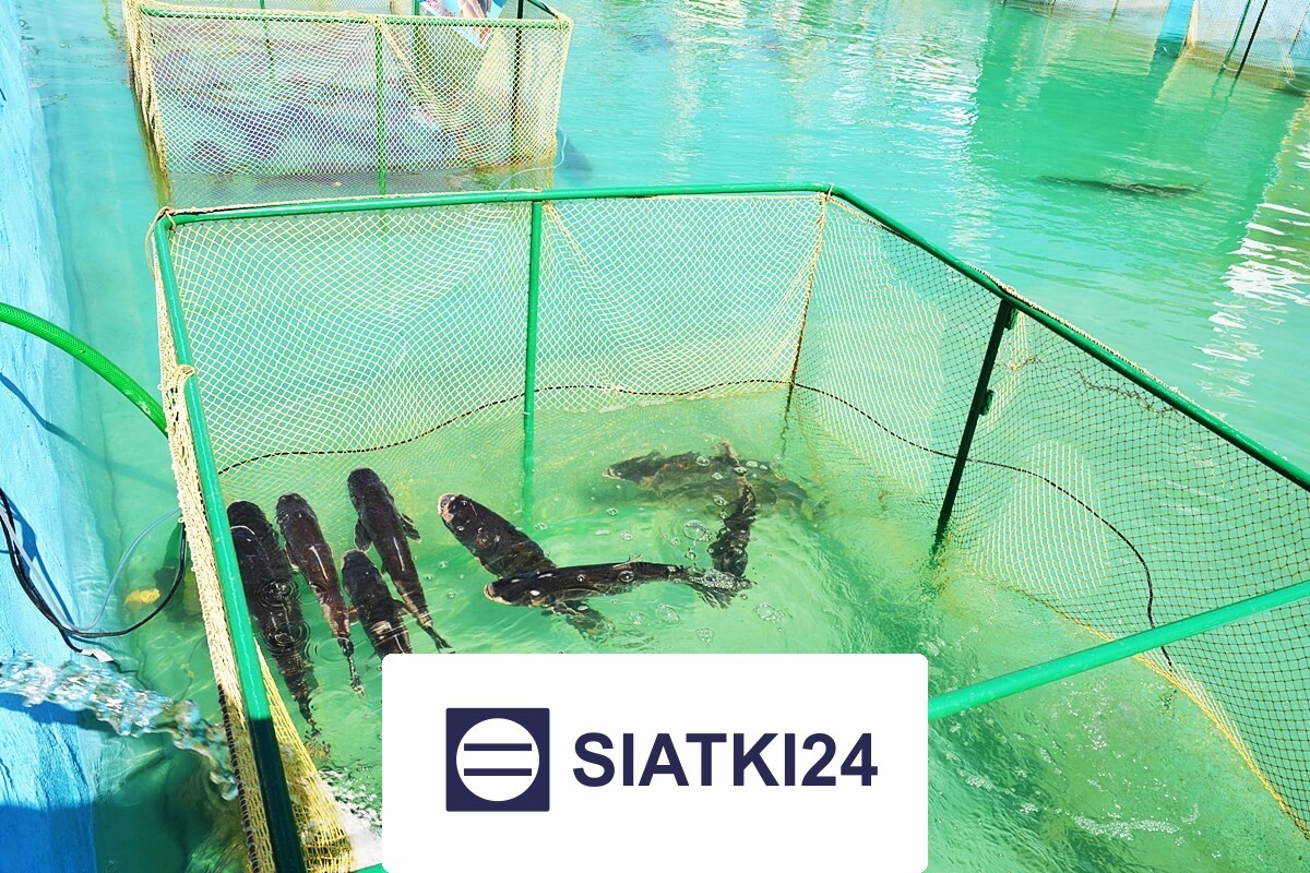 Skuteczna siatka do hodowli ryb, zapewniająca najlepszą ochronę w gospodarstwach rybnych Siatki24.eu - Skuteczna siatka do hodowli ryb, zapewniająca najlepszą ochronę w gospodarstwach rybnych
