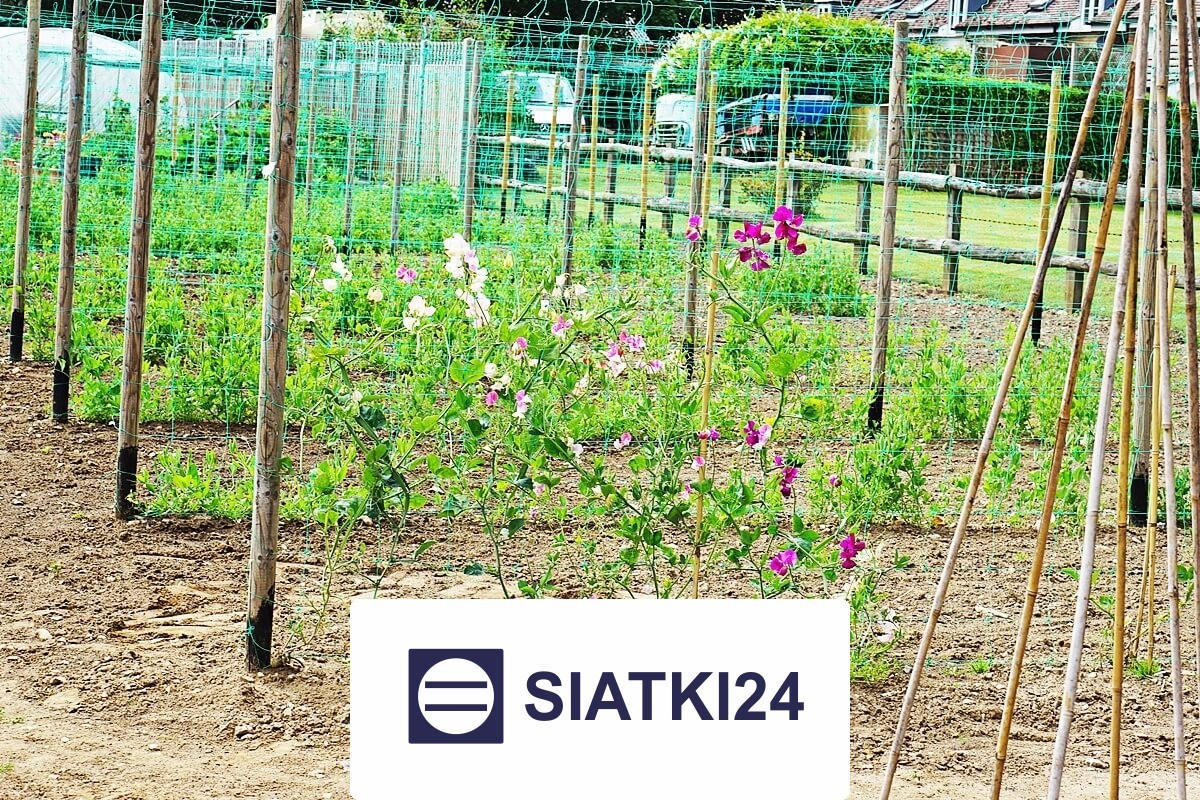 Siatka na ścianę dla roślin do tworzenia pionowego ogrodu z elegancją Siatki24.eu - Siatka na ścianę dla roślin do tworzenia pionowego ogrodu z elegancją