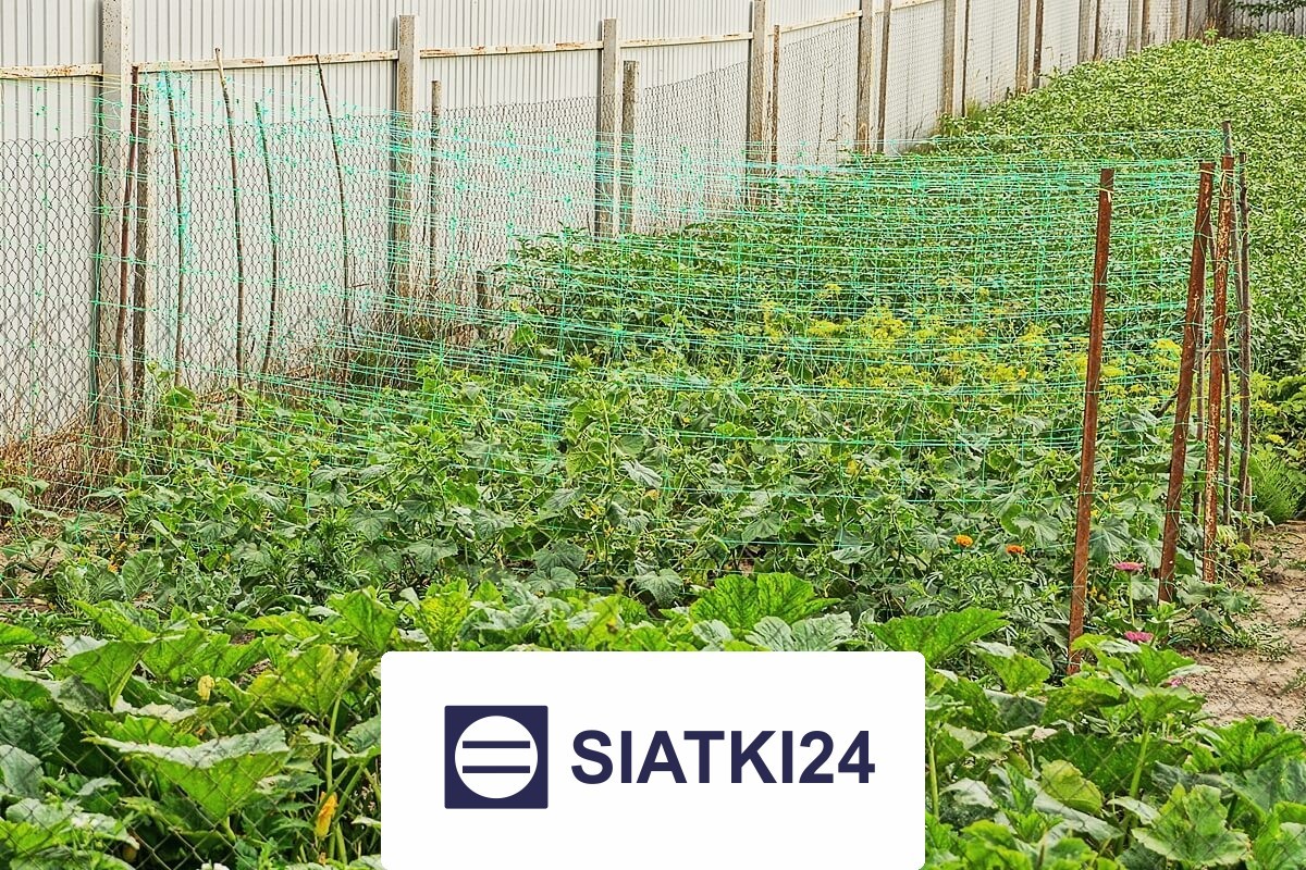   Siatki24.eu - Siatka na ścianę dla roślin do zabezpieczenia pnączy 