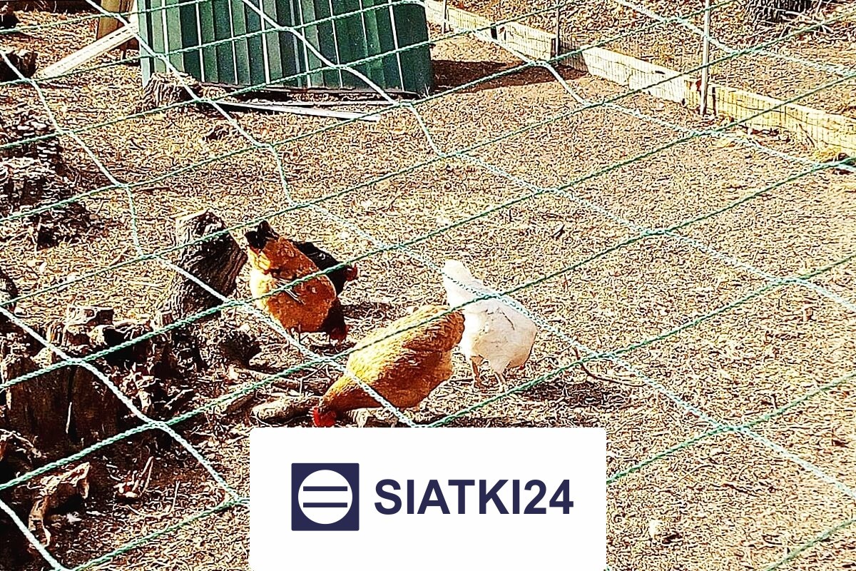 Siatki do hodowli – solidne i odporne rozwiązanie do zabezpieczania zwierząt oraz ptaków, wybierane ze względu na trwałość i opt Siatki24.eu - Siatki do hodowli – solidne i odporne rozwiązanie do zabezpieczania zwierząt oraz ptaków, wybierane ze względu na trwałość i opt