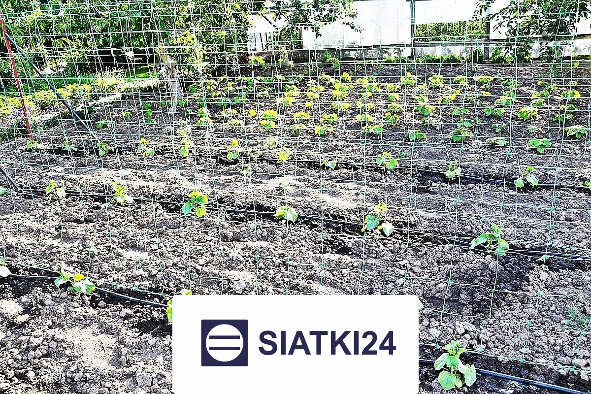 Solidne ogrodzenie grządek podwyższonych, optymalne do zabezpieczenia uprawy. Siatki24.eu - Solidne ogrodzenie grządek podwyższonych, optymalne do zabezpieczenia uprawy.