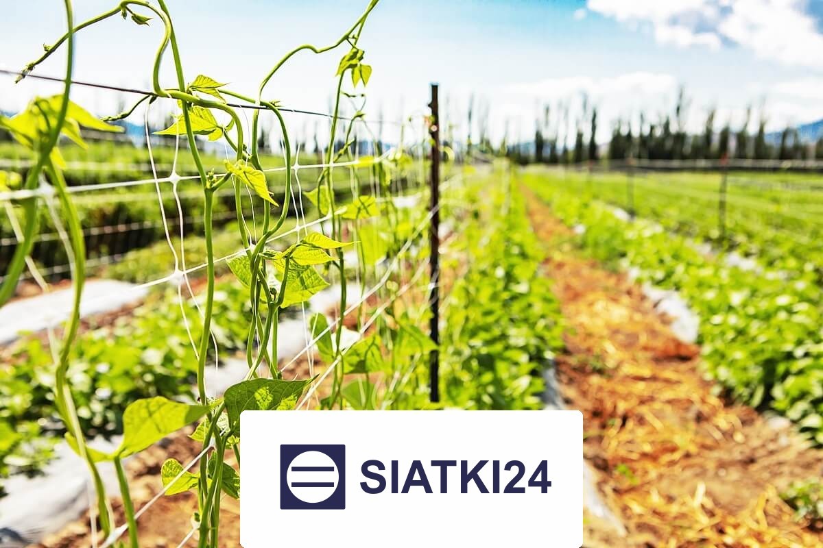 Siatka na ścianę dla roślin, która ochrania Twoją przestrzeń jako zapierające dech w piersiach, żywe dzieło sztuki Siatki24.eu - Siatka na ścianę dla roślin, która ochrania Twoją przestrzeń jako zapierające dech w piersiach, żywe dzieło sztuki