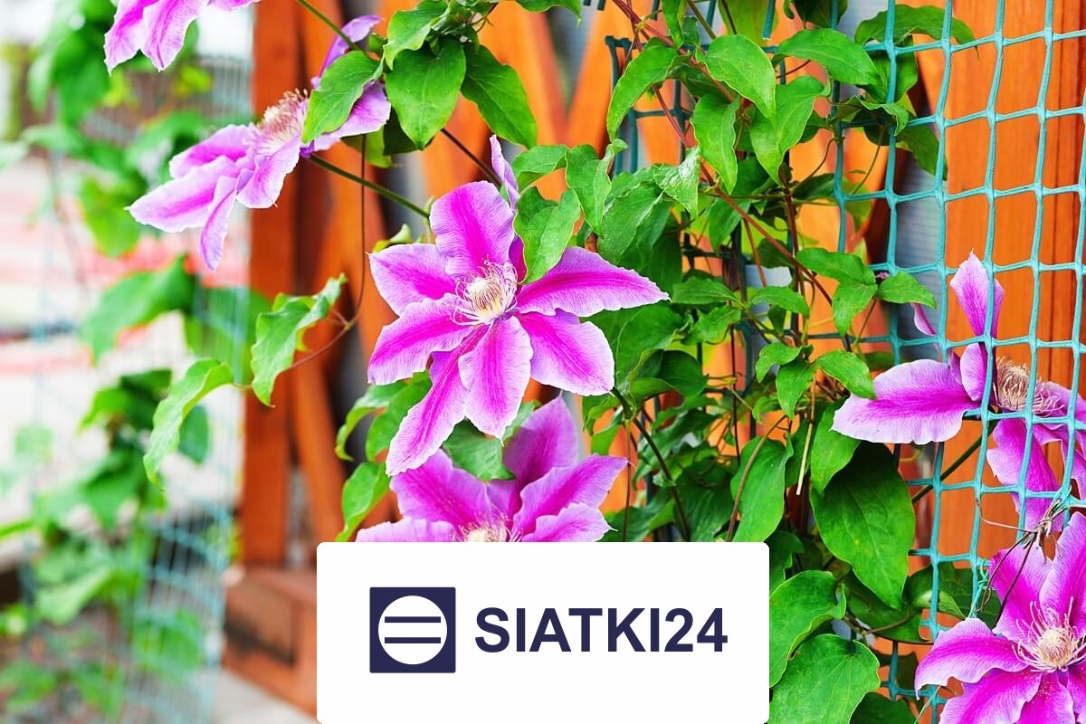   Siatki24.eu - Budowa trejaży z siatki - najlepsze rozwiązanie dla roślin pnących 