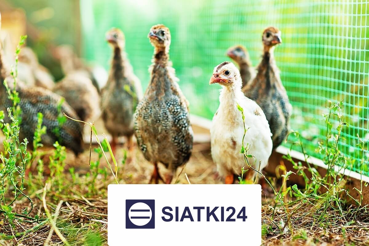 Siatki do hodowli – solidne i odporne rozwiązanie do zabezpieczania zwierząt oraz ptaków, wybierane ze względu na trwałość i opt Siatki24.eu - Siatki do hodowli – solidne i odporne rozwiązanie do zabezpieczania zwierząt oraz ptaków, wybierane ze względu na trwałość i opt
