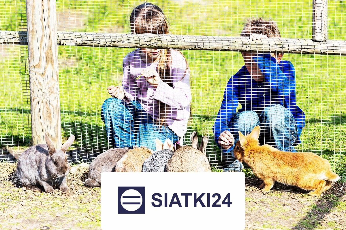Siatka do hodowli królików ochronna i zabezpieczająca, wykonana z tworzywa, dostępna na metry Siatki24.eu - Siatka do hodowli królików ochronna i zabezpieczająca, wykonana z tworzywa, dostępna na metry