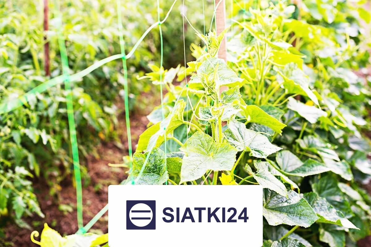 Siatka na ścianę dla roślin na wymiar — Twoje wsparcie w odkrywaniu mocy natury Siatki24.eu - Siatka na ścianę dla roślin na wymiar — Twoje wsparcie w odkrywaniu mocy natury