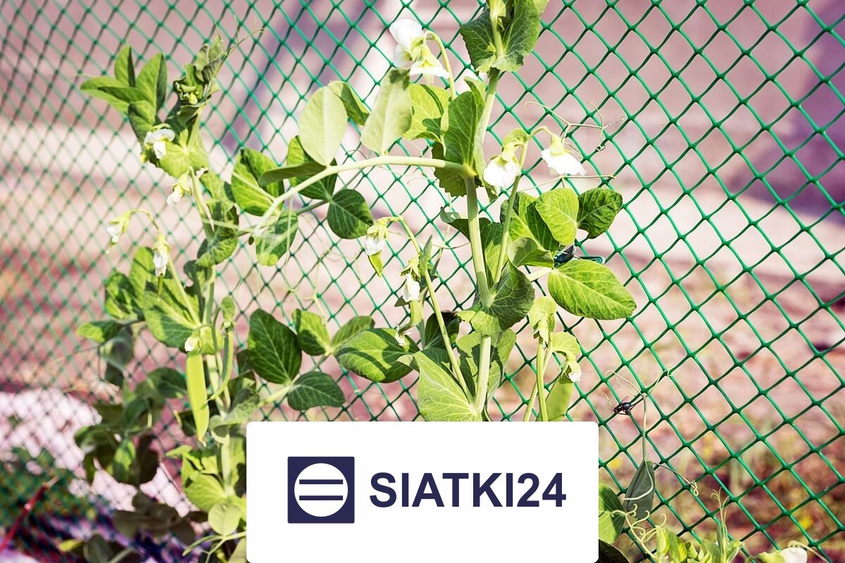   Siatki24.eu - Siatka na ścianę dla roślin do zabezpieczenia pnączy 