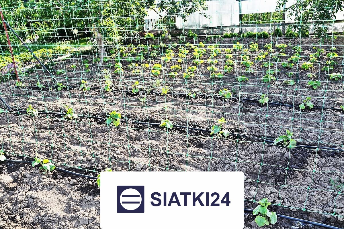   Siatki24.eu - Siatka na ścianę dla roślin do zabezpieczenia zieleni 