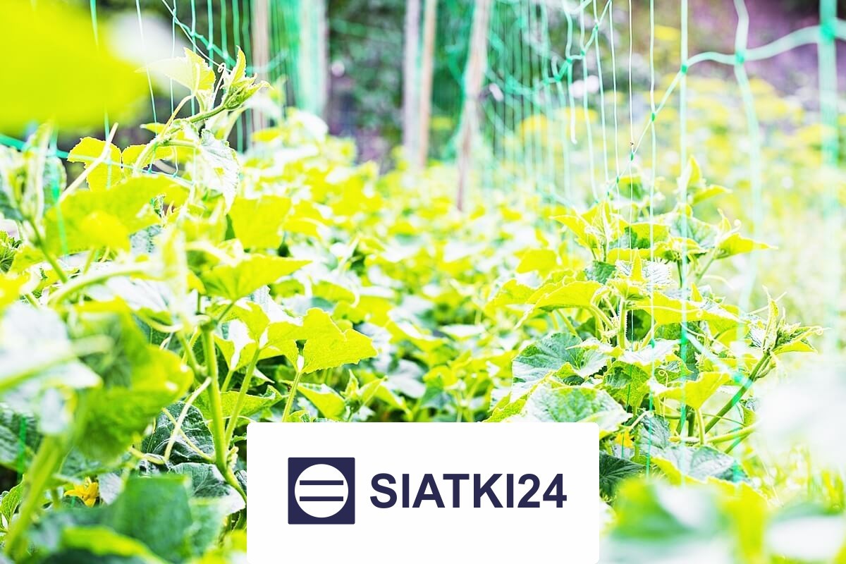   Siatki24.eu - Siatka na ścianę do zabezpieczenia roślin pnących 