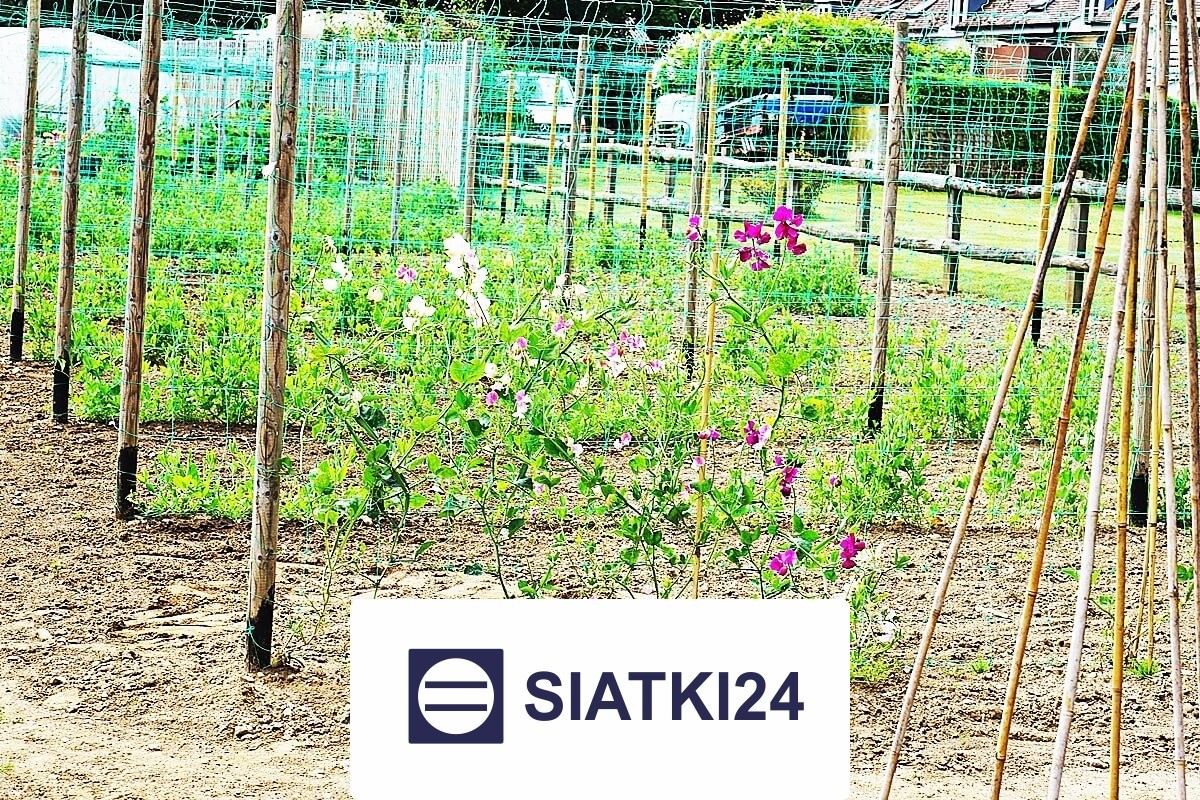   Siatki24.eu - Ogrodzenie grządek podwyższonych - estetyczna i funkczyjna siatka ochronna 