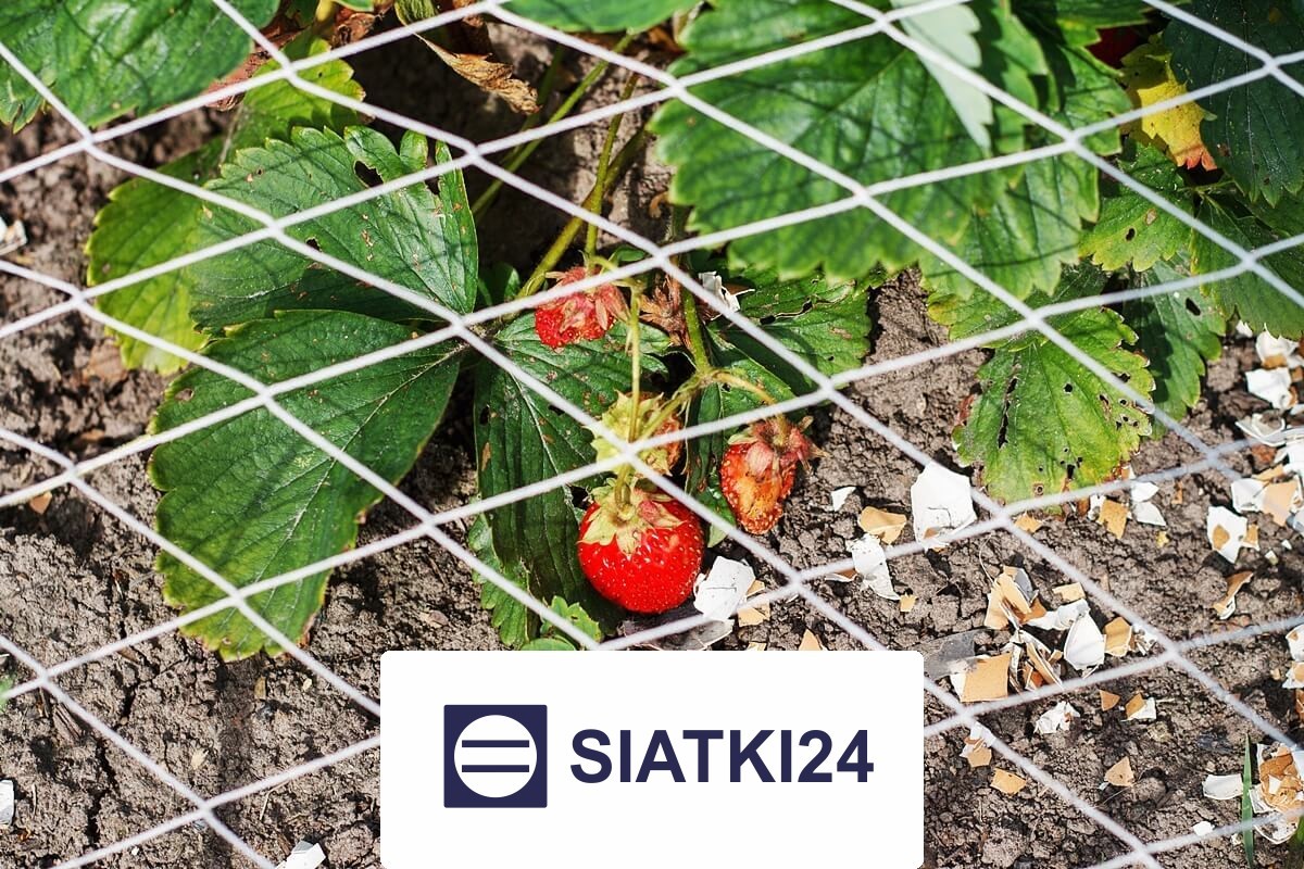   Siatki24.eu - Ogrodzenie do ochrony grządek podwyższonych 