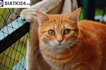  Kocia siatka — zabezpieczenie balkonu dla bezpiecznego kota 