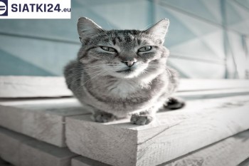  Zabezpieczenie balkonu siatką - Kocia siatka - bezpieczny kot 