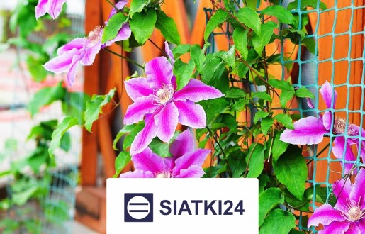 Siatka na ścianę dla roślin, ułatwiająca uprawę i porządkująca ich wzrost. Siatki24.eu - Siatka na ścianę dla roślin, ułatwiająca uprawę i porządkująca ich wzrost.
