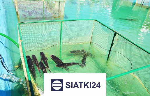 Skuteczna siatka do hodowli ryb, zapewniająca najlepszą ochronę w gospodarstwach rybnych Siatki24.eu - Skuteczna siatka do hodowli ryb, zapewniająca najlepszą ochronę w gospodarstwach rybnych