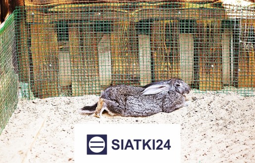Siatka do hodowli królików – skuteczne i wytrzymałe rozwiązanie ochronne Siatki24.eu - Siatka do hodowli królików – skuteczne i wytrzymałe rozwiązanie ochronne