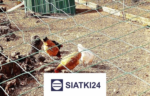 Siatki do hodowli – solidne i odporne rozwiązanie do zabezpieczania zwierząt oraz ptaków, wybierane ze względu na trwałość i opt Siatki24.eu - Siatki do hodowli – solidne i odporne rozwiązanie do zabezpieczania zwierząt oraz ptaków, wybierane ze względu na trwałość i opt