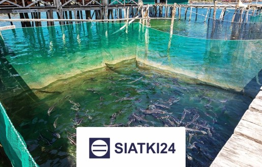 Siatka do hodowli chroniąca Siatki24.eu - Siatka do hodowli chroniąca