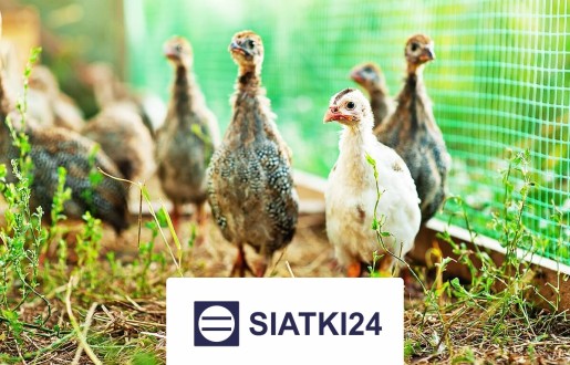 Siatki do hodowli – solidne i odporne rozwiązanie do zabezpieczania zwierząt oraz ptaków, wybierane ze względu na trwałość i opt Siatki24.eu - Siatki do hodowli – solidne i odporne rozwiązanie do zabezpieczania zwierząt oraz ptaków, wybierane ze względu na trwałość i opt