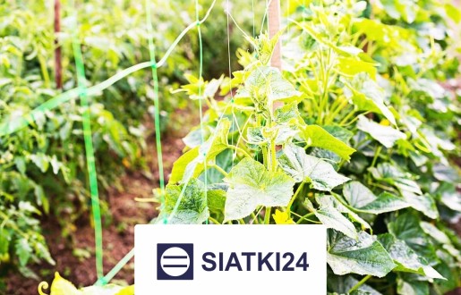 Siatka na ścianę dla roślin na wymiar — Twoje wsparcie w odkrywaniu mocy natury Siatki24.eu - Siatka na ścianę dla roślin na wymiar — Twoje wsparcie w odkrywaniu mocy natury