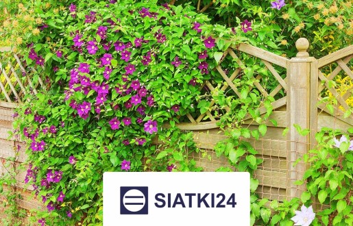 Siatka na ścianę do zabezpieczenia roślin pnących Siatki24.eu - Siatka na ścianę do zabezpieczenia roślin pnących