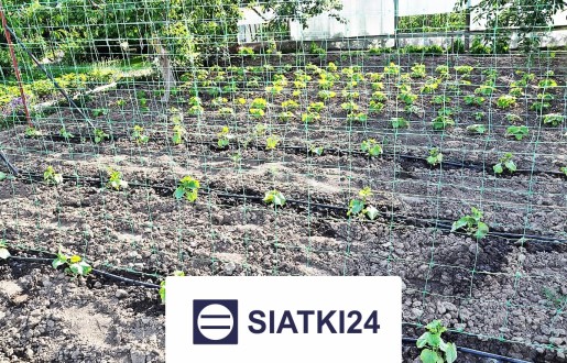  Siatki24.eu - Siatka na ścianę dla roślin do zabezpieczenia zieleni 