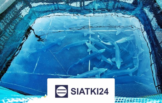 Solidne siatki do hodowli ryb, optymalne do wykorzystania w realizacji profesjonalnych hodowli wodnych. Siatki24.eu - Solidne siatki do hodowli ryb, optymalne do wykorzystania w realizacji profesjonalnych hodowli wodnych.