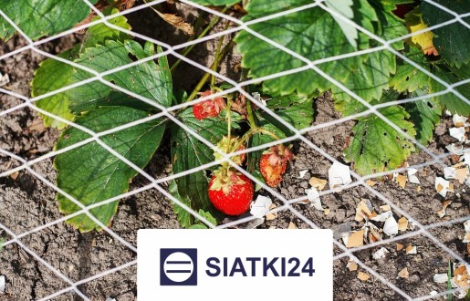   Siatki24.eu - Ogrodzenie do ochrony grządek podwyższonych 